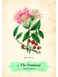 Oracle of The Roses : Blessings to support your heart and soul by Cheralyn Darcey